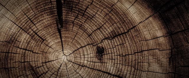 Close-up of tree trunk cross-section showing concentric growth rings and radial cracks