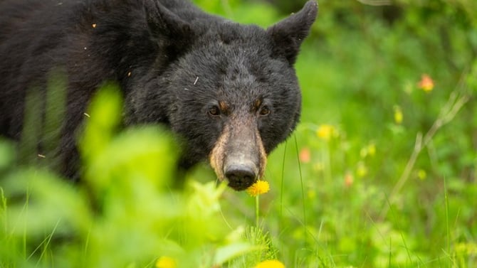 Watching the Wildlife in Canmore, How & Where?