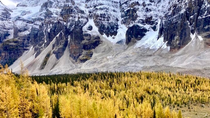 Must Do Larch Tree Hikes Near Canmore
